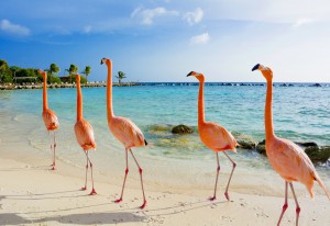 Aruba- plaża flamingów